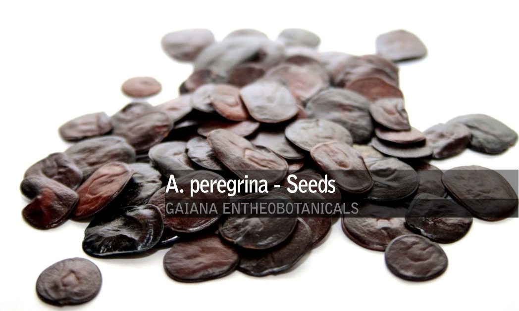 Cebil Seeds Anadenanthera Colubrina Various Quantities