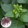 Tobacco -Mapacho- Seeds