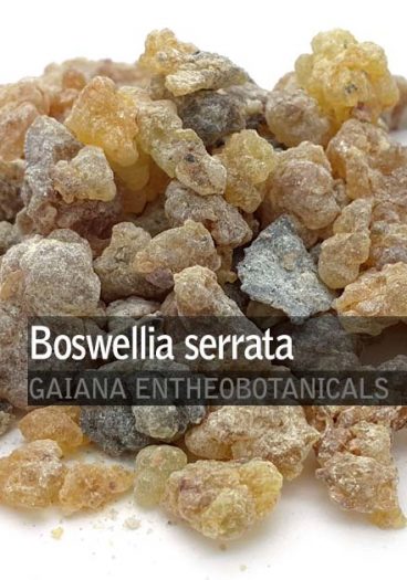 Boswellia serrata -Frankincense-