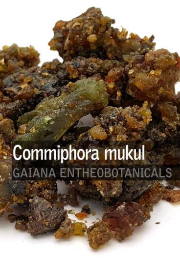Commiphora mukul -Guggul-