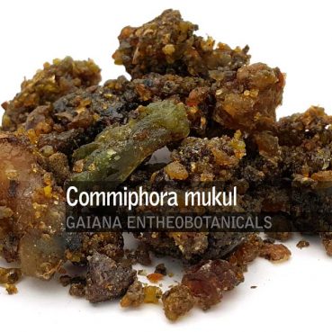 Commiphora mukul -Guggul-