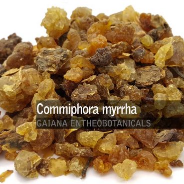 Commiphora myrrha -Myrrh-