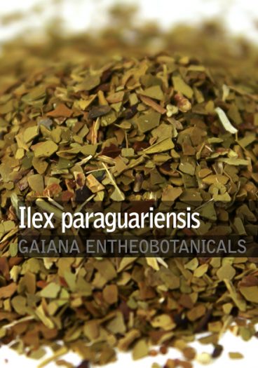 ilex-paraguariensis-yerba-mate