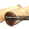 Nicotiana-rustica-Mapacho-Rolls