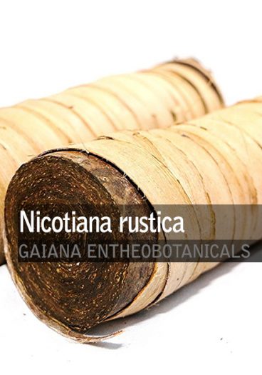 Nicotiana-rustica-Mapacho-Rolls