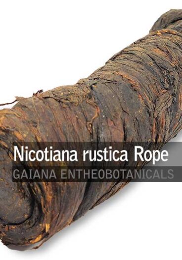 Nicotiana-rustica-Mapacho-Rope