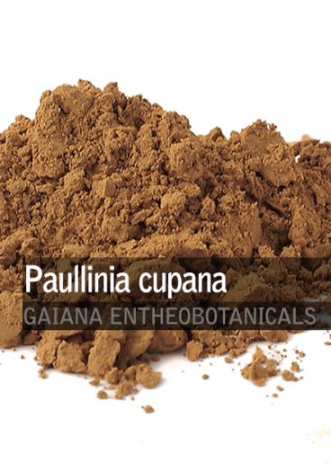 Paullinia cupana -Guaraná-
