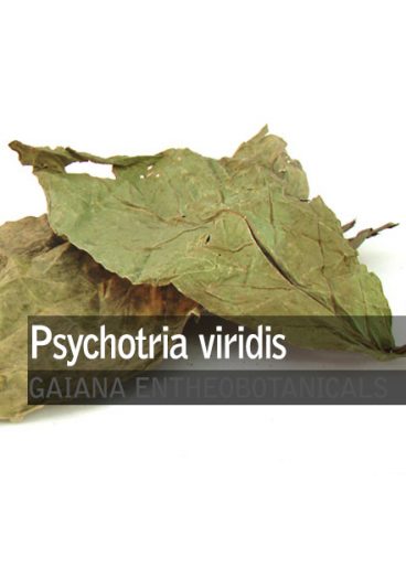 Psychotria viridis -Chacruna-