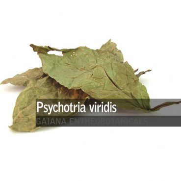 Psychotria viridis -Chacruna-
