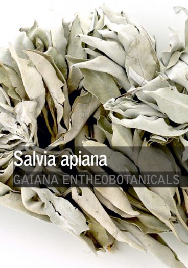 Salvia apiana -White Sage-