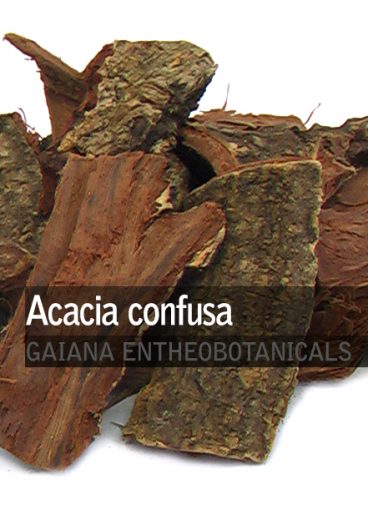 acacia-confusa-trunk-bark