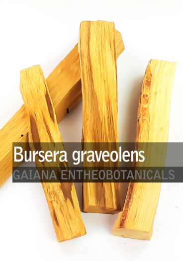 Bursera graveolens -Palo Santo-