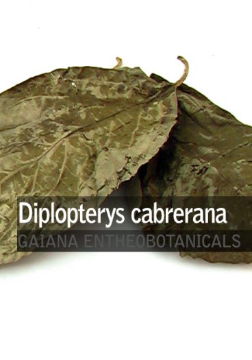 diplopterys-cabrerana