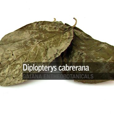 diplopterys-cabrerana
