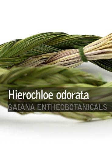 hierochloe odorata -sweet-grass-