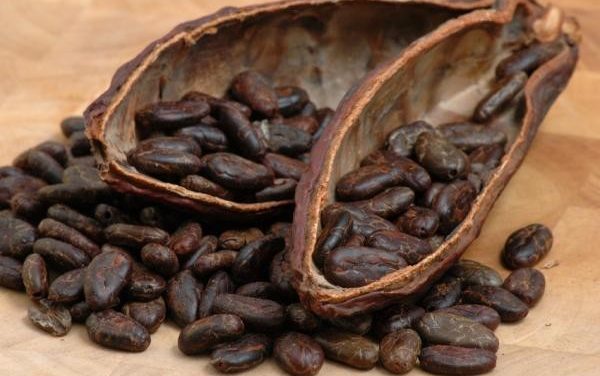 Potential benefits of Cocoa extract