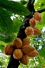 Theobroma cacao Tree