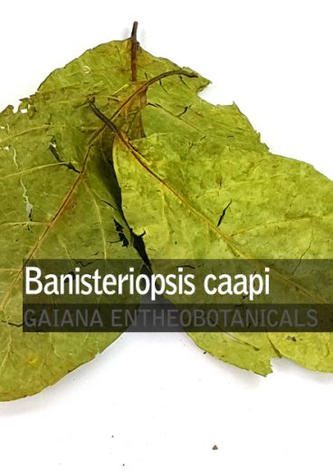 banisteriopsis-caapi-leaves