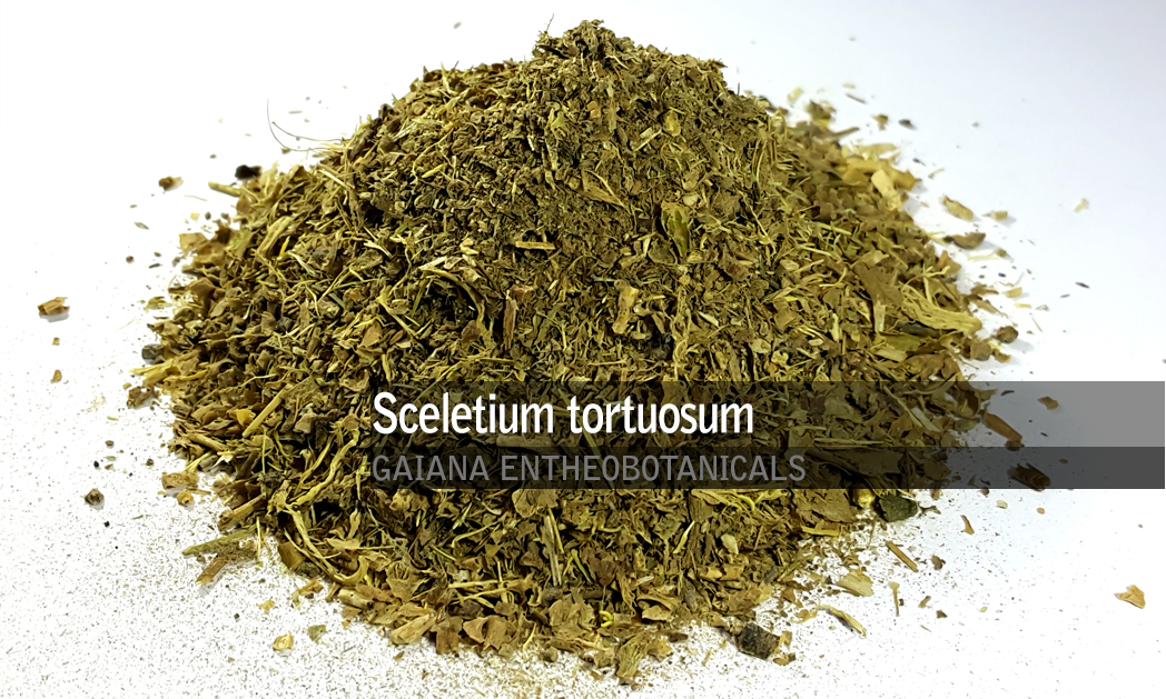 Sceletium tortuosum -Kanna- | Gaiana