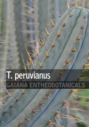 Trichocereus-peruvianus-Peruvian-Torch