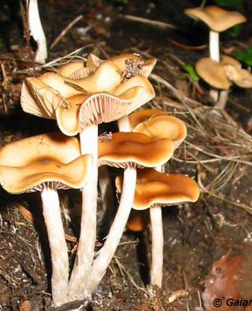 Psilocybe cyanescens