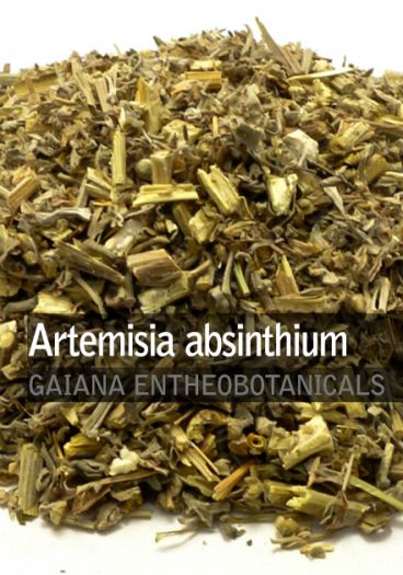 Artemisia-absinthium