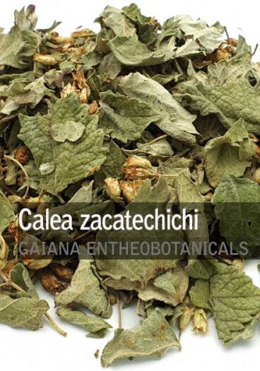 Calea-zacatechichi-Dream-Herb