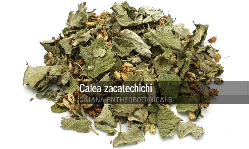 Calea-zacatechichi-Dream-Herb