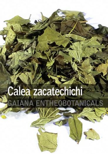 Calea-zacatechichi-Dream-Herb