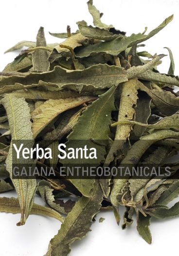 Eriodictyon californicum -Yerba Santa-