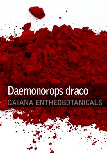 Daemonorops draco -Dragons Blood-