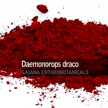 Daemonorops draco -Dragons Blood-