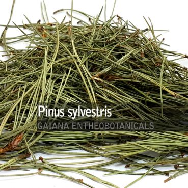 Pinus sylvestris -Pine Needles-