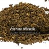 Valeriana officinalis -Valerian Root-