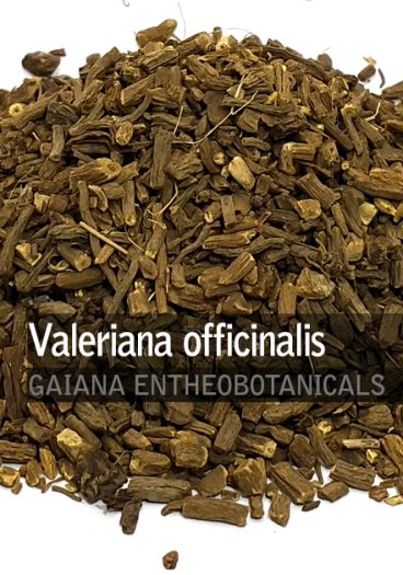 Valeriana officinalis -Valerian Root-