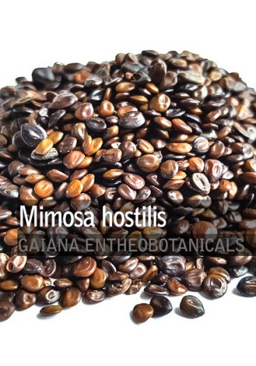 Mimosa-hostilis-seeds