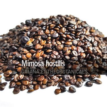 Mimosa-hostilis-seeds