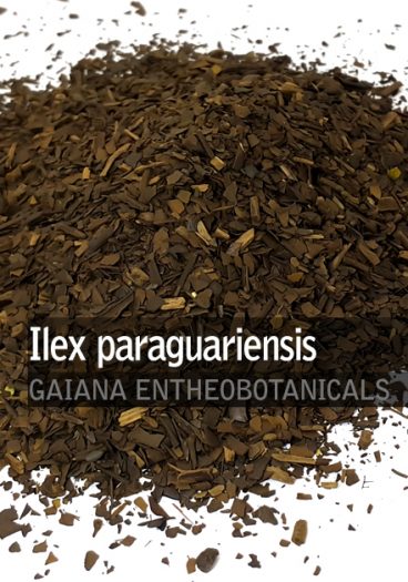 Ilex-paraguariensis-Roasted-Mate