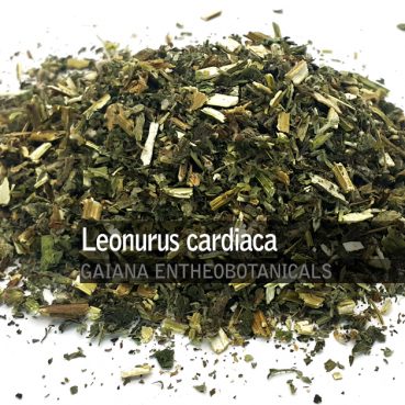 Leonurus-cardiaca-motherwort