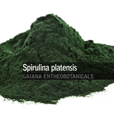 Spirulina-platensis-Powder