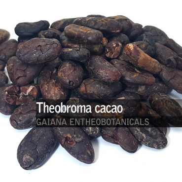 Theobroma-cacao-Beans