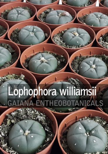 Lophophora-williamsii-Peyote