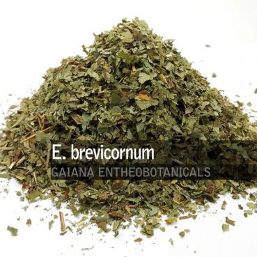 Epimedium brevicornum -Horny Goat Weed-