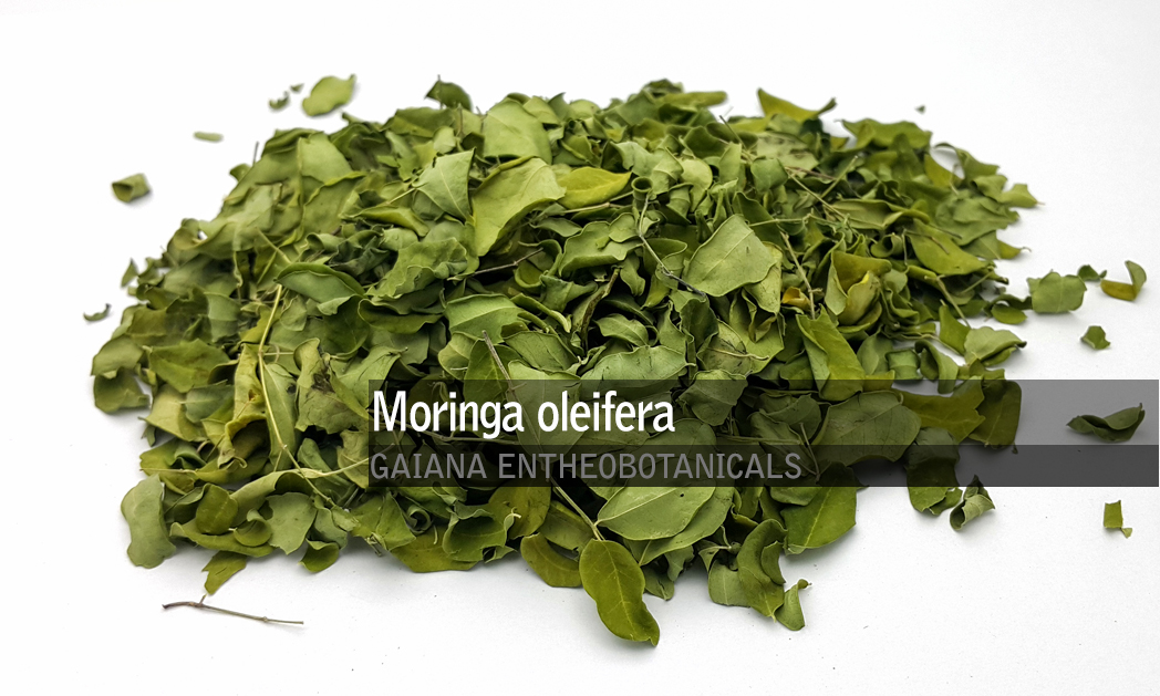 Moringa oleifera Leaves