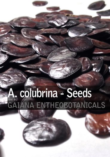 Anadenanthera colubrina -Cebil Seeds-