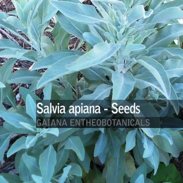 Salvia apiana -White Sage- Seeds