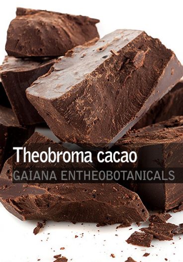 Theobroma cacao -Paste-