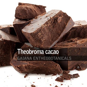 Theobroma cacao -Paste-