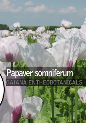 Papaver-somniferum=Album