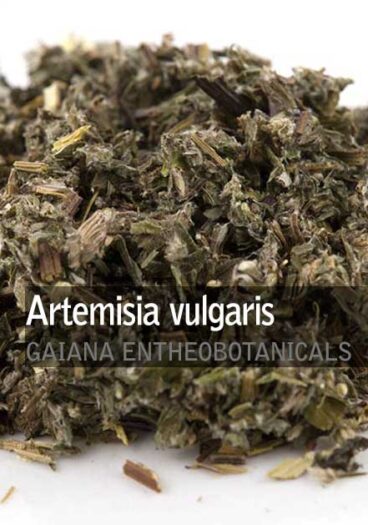 Artemisia-vulgaris-Mugwort
